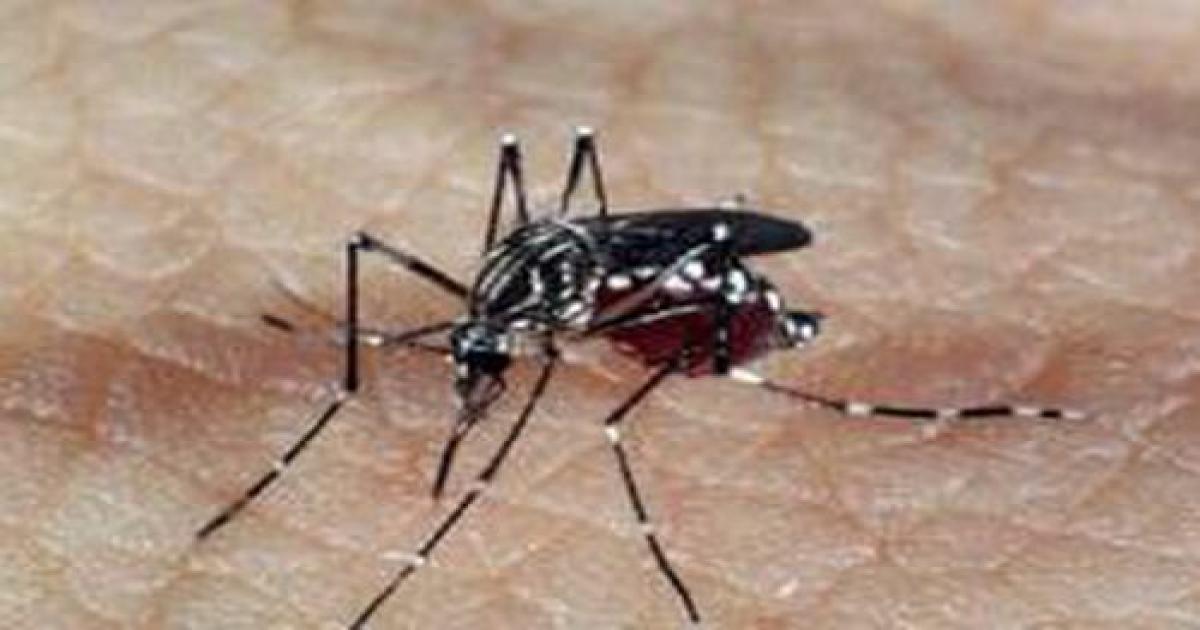 BA: 13 municípios estão em epidemia de dengue, indica SESAB